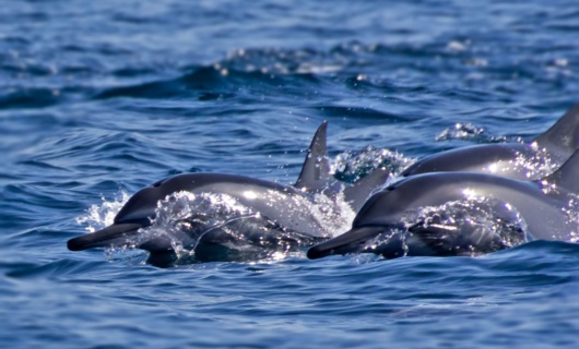 dauphins mascate oman