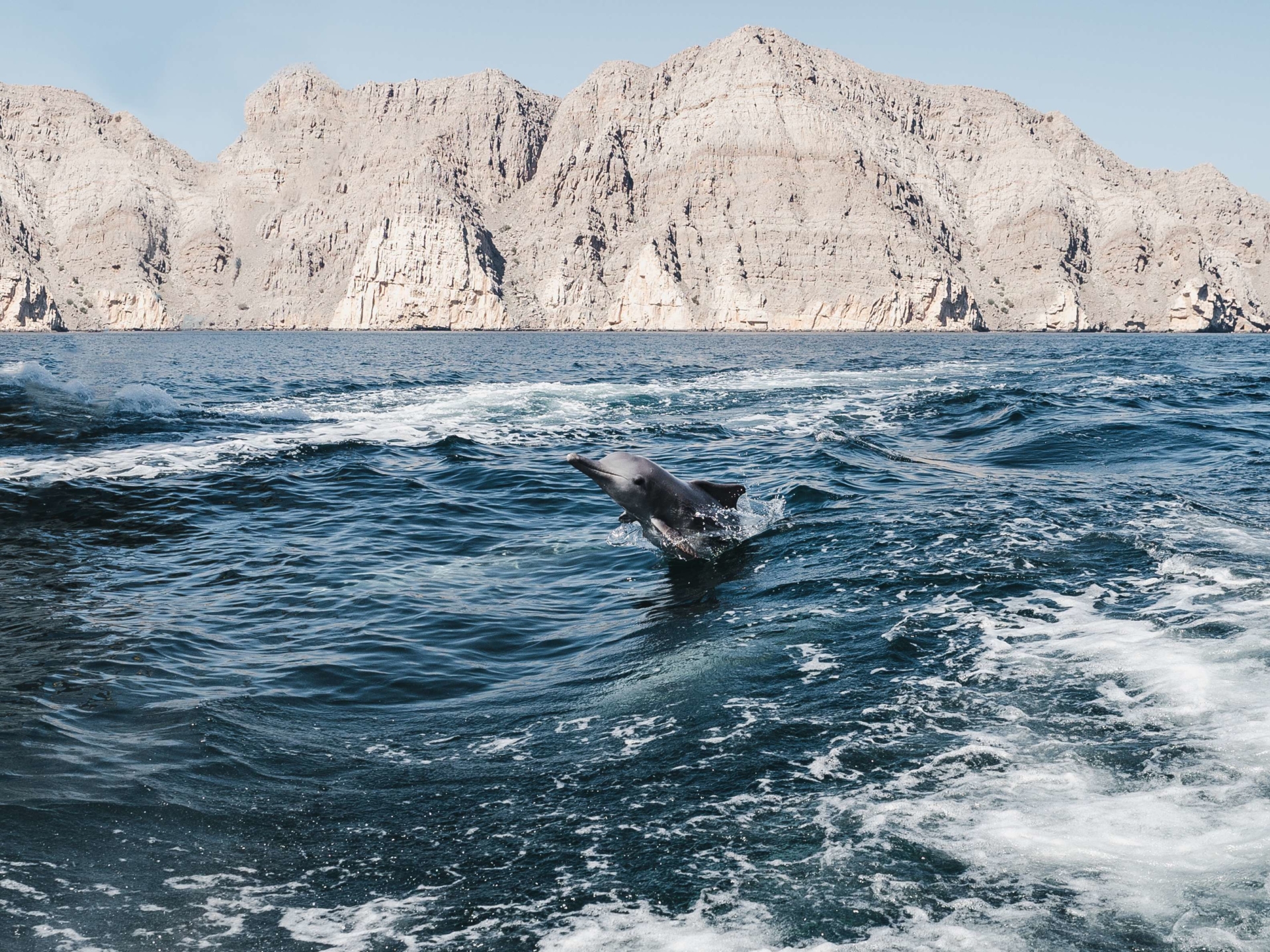 dauphin-fjord-musandam