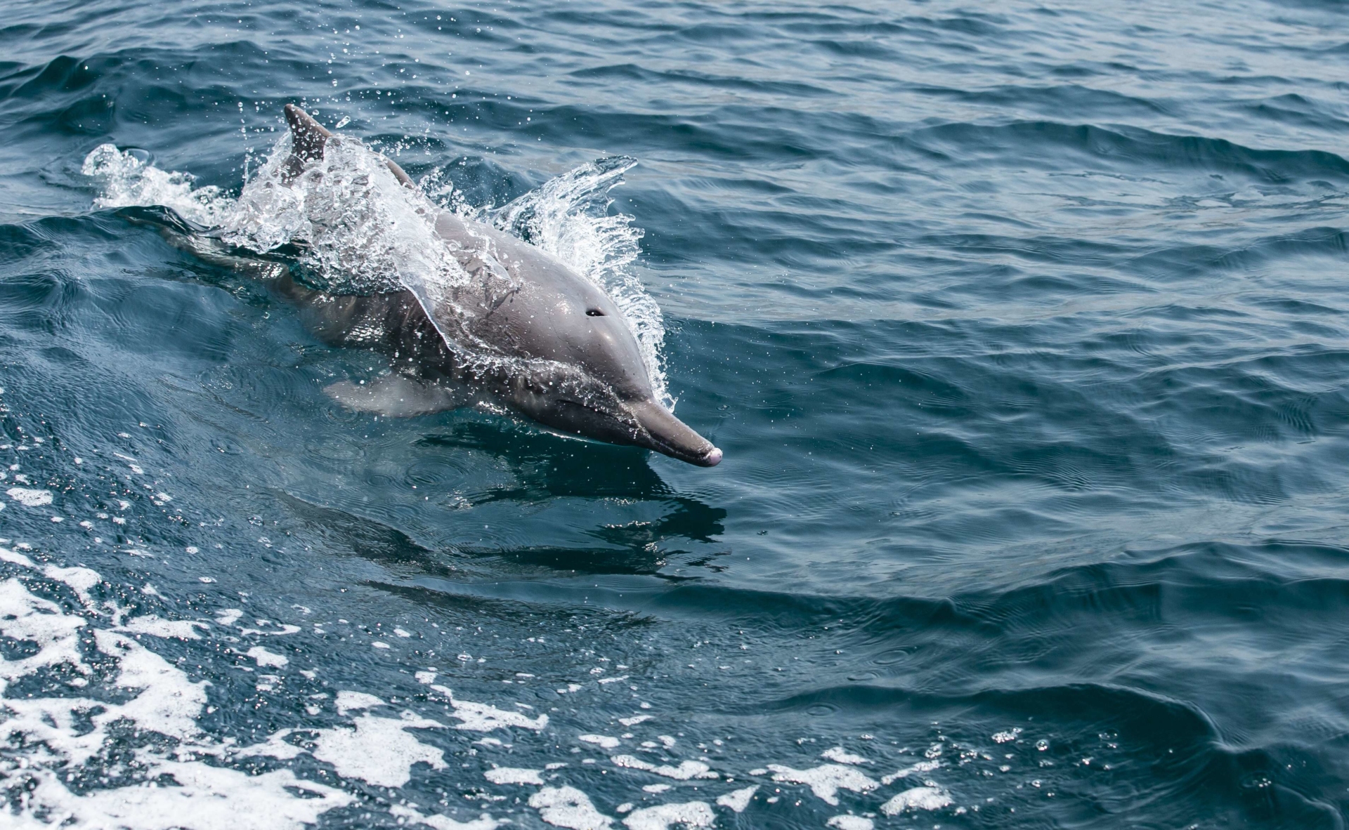 dauphins-khasab