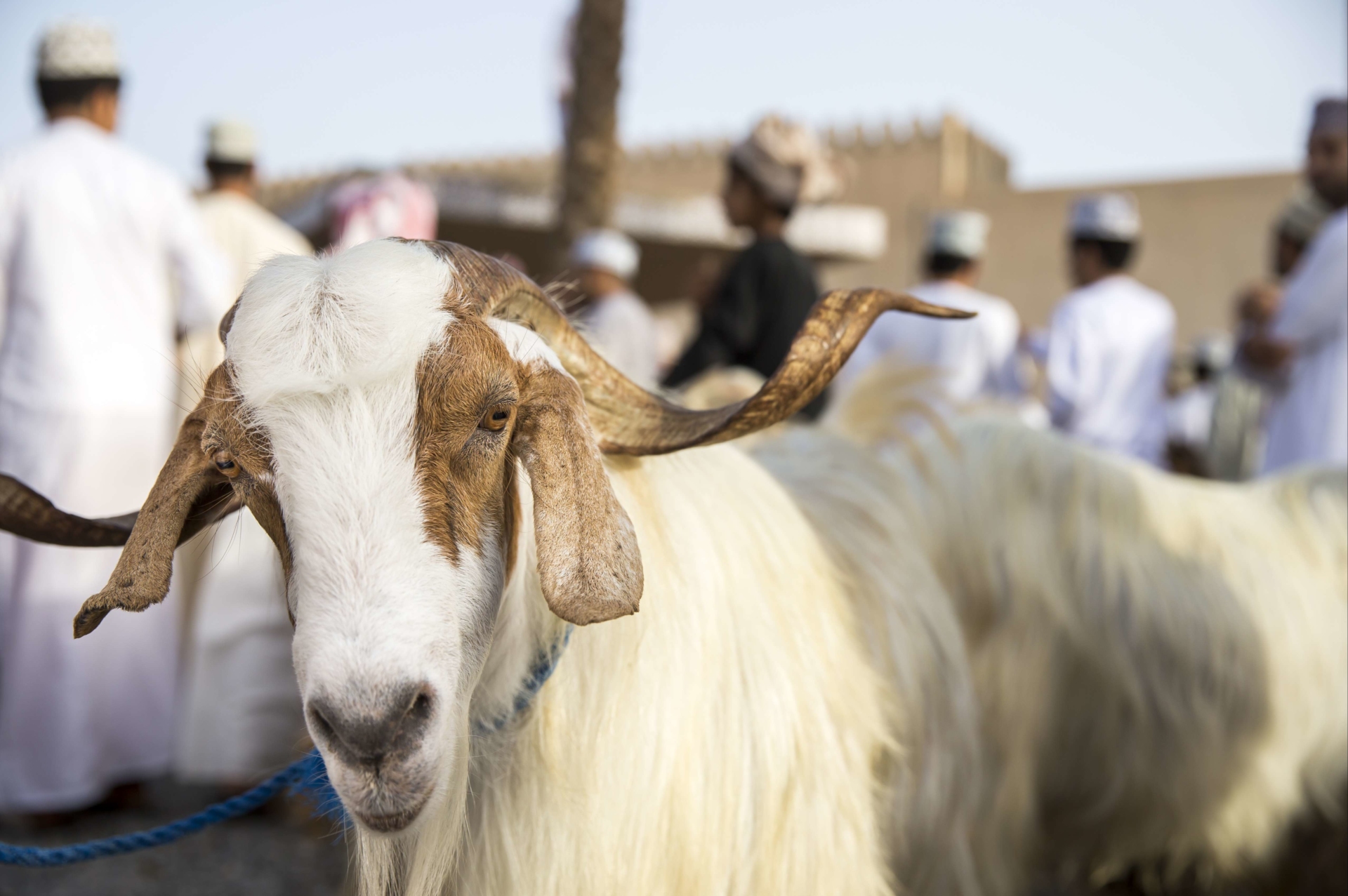 marché-bestiaux-nizwa