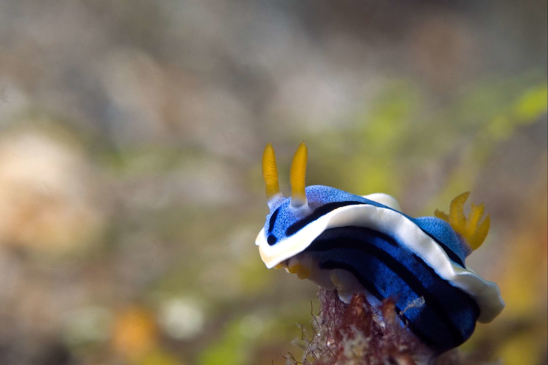 nudibranche-mer-arabie