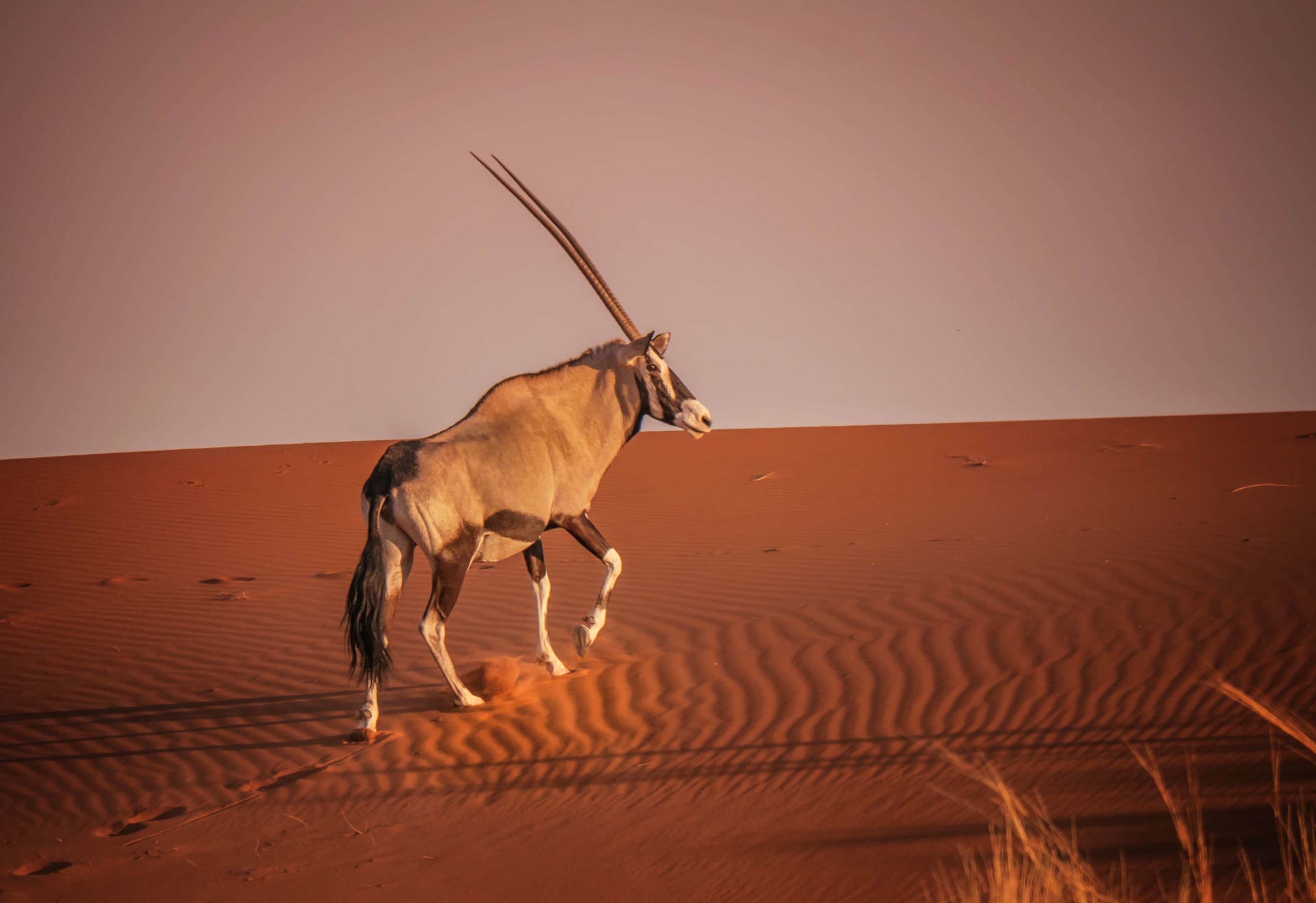 oryx-oman