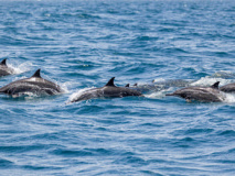 Dauphins Oman