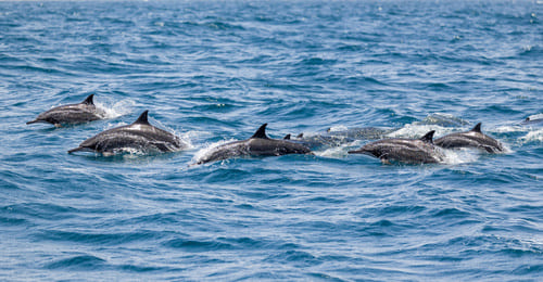 Dauphins Oman