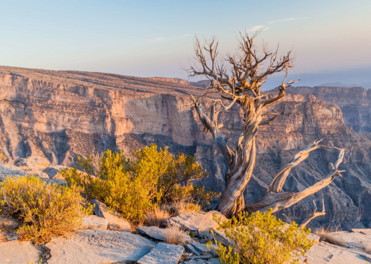 arbre seul au milieu des montagne jabal shams