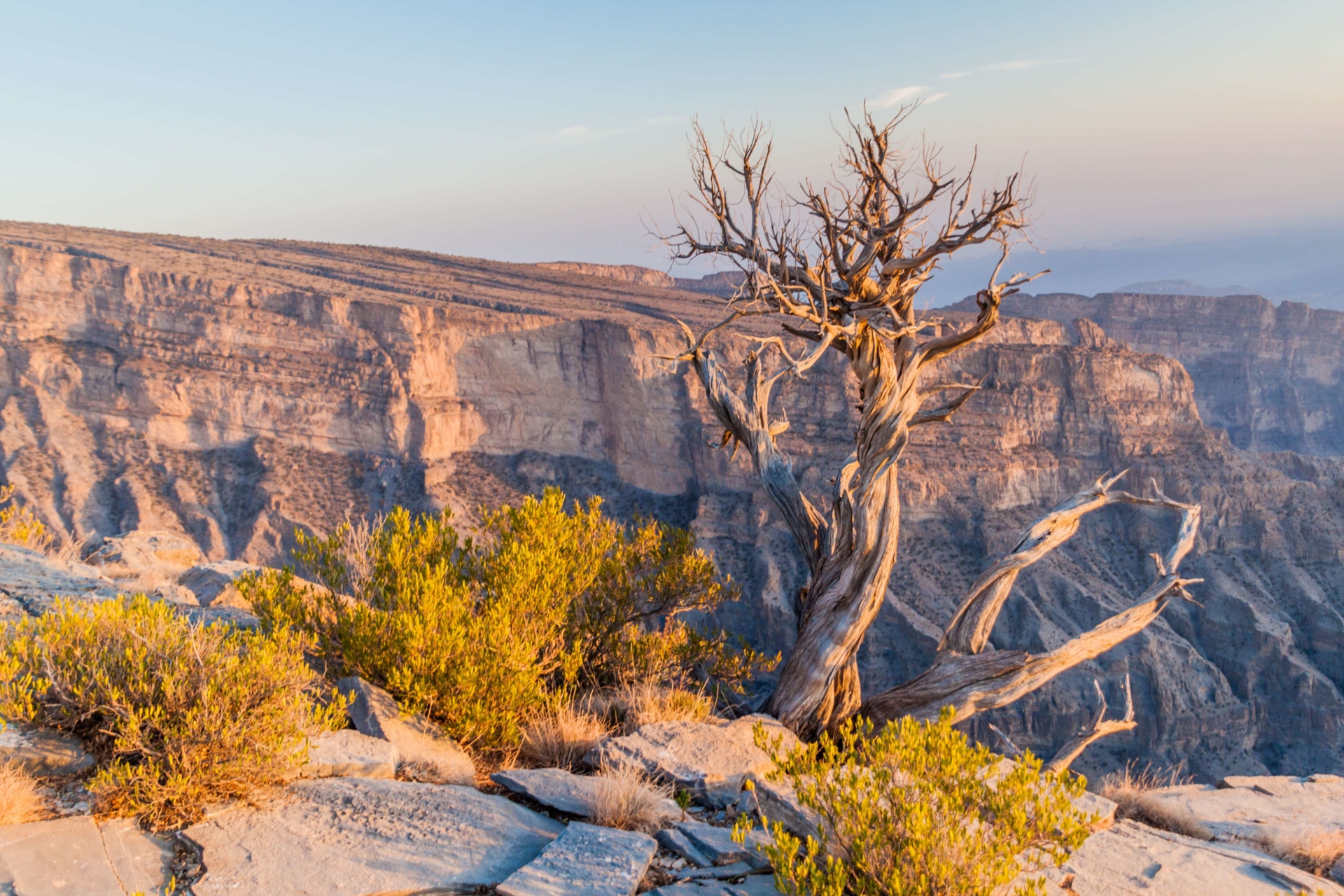 arbre seul au milieu des montagne jabal shams