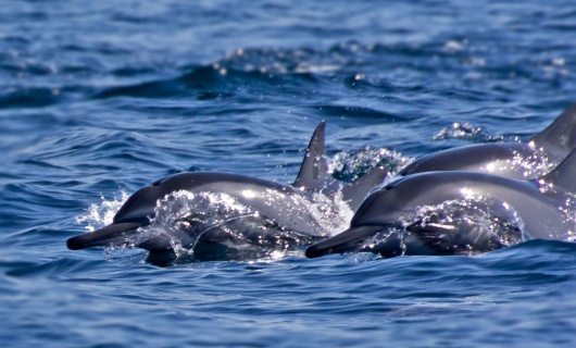 dauphins mascate oman