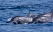 dauphins mascate oman