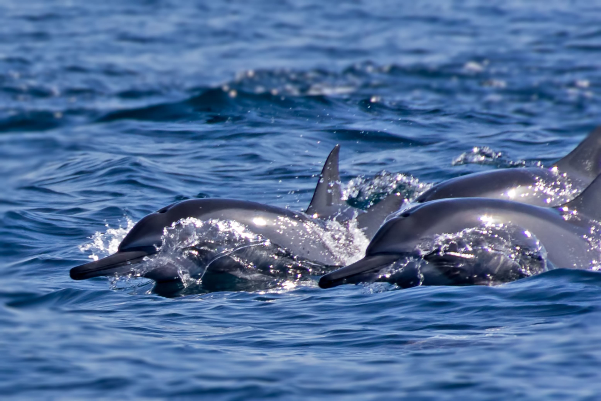 dauphins mascate oman