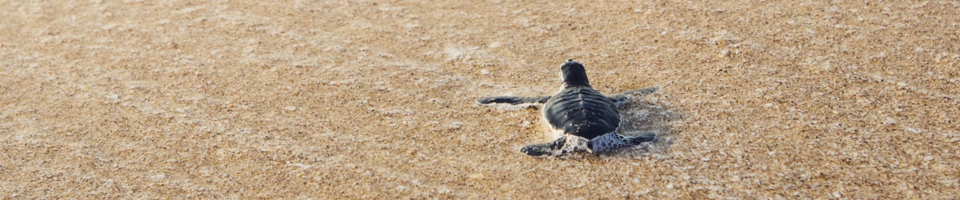 bébé tortue sur la plage