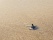 bébé tortue sur la plage