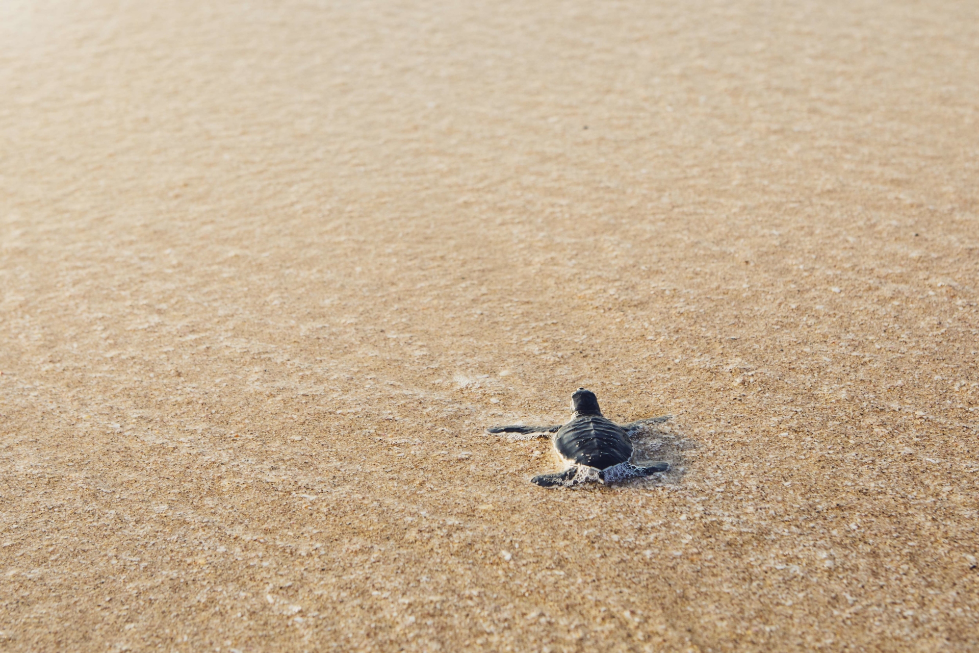 bébé tortue sur la plage