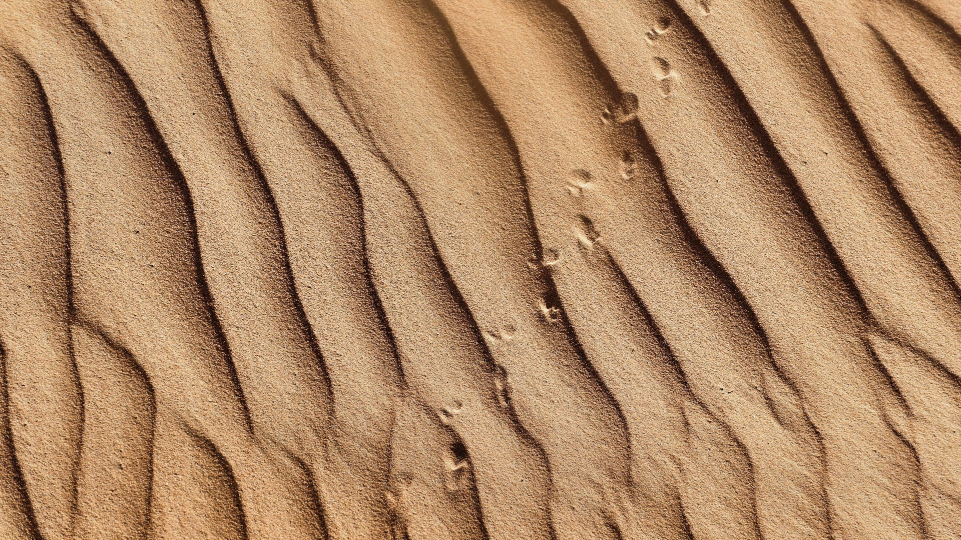 trace de pas dans le sable animal