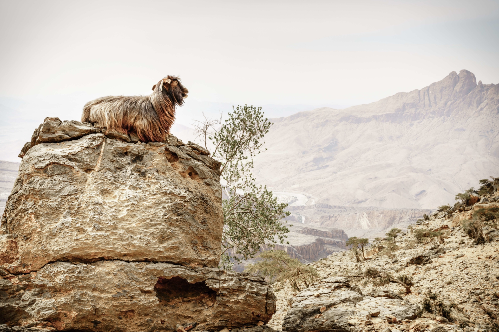 chevre-montagne-oman
