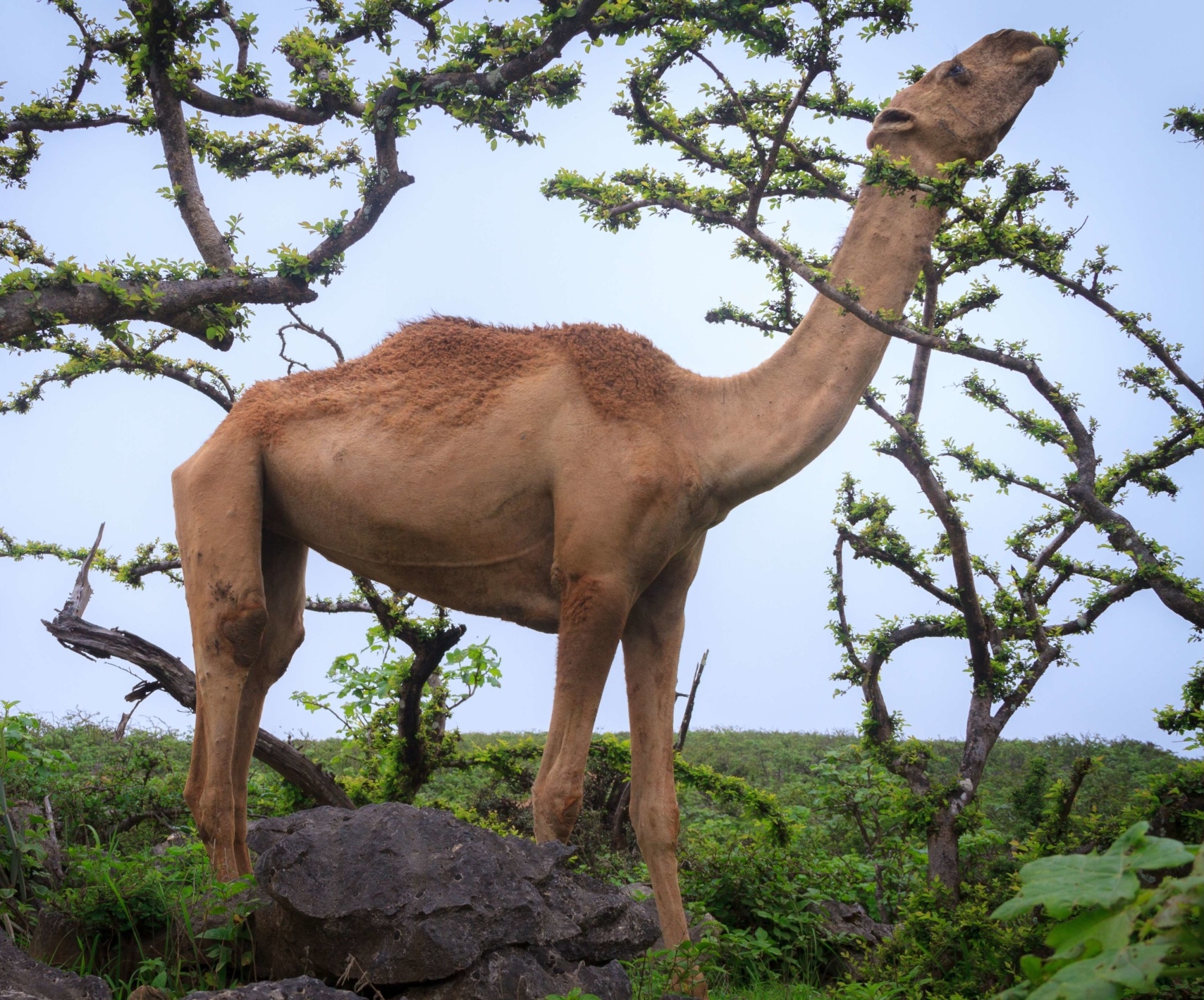 dromadaire-salalah
