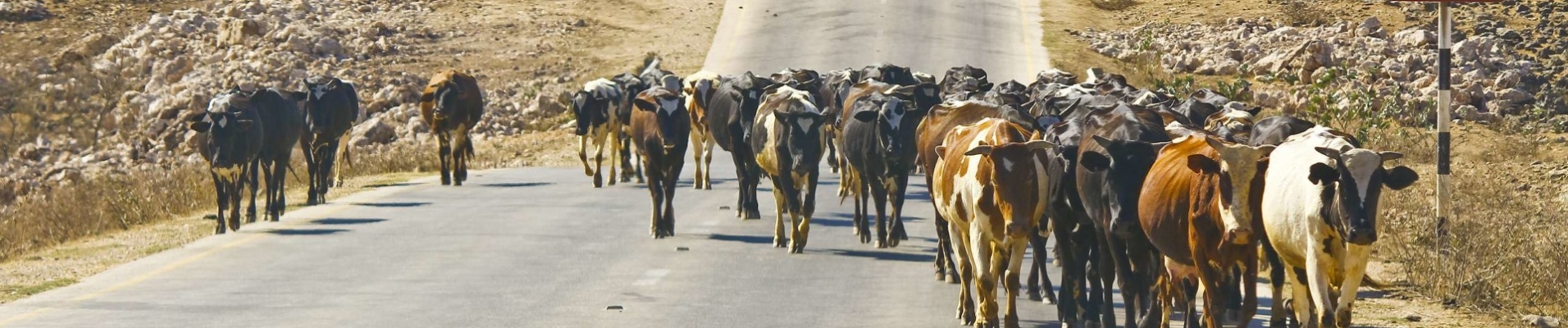 troupeau-vache-route-oman