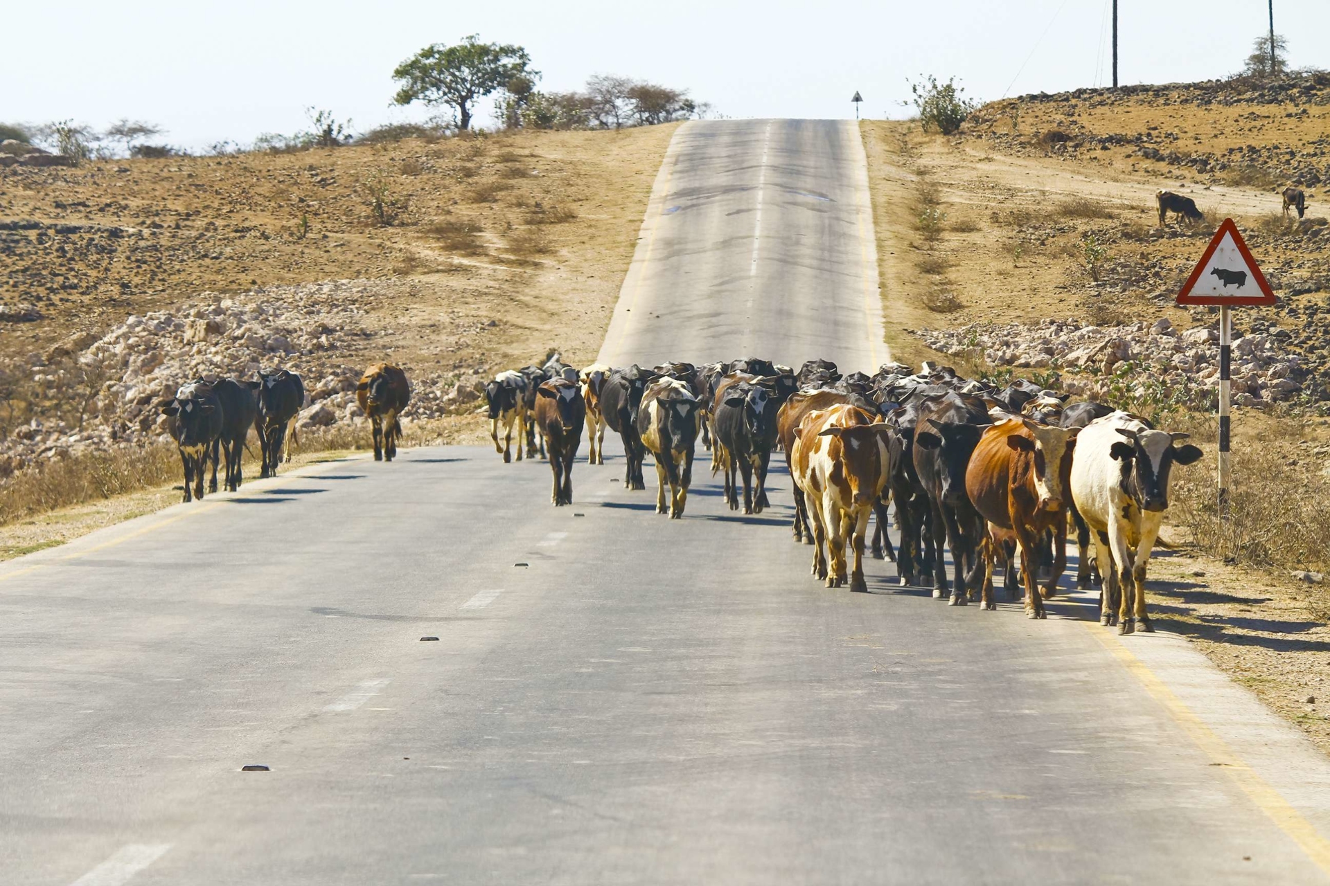 troupeau-vache-route-oman