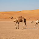 desert-wahiba-oman