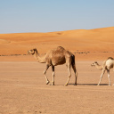 desert-wahiba-oman